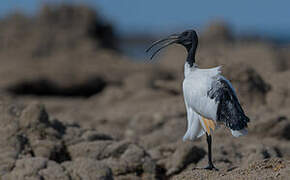 African Sacred Ibis