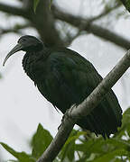 Green Ibis