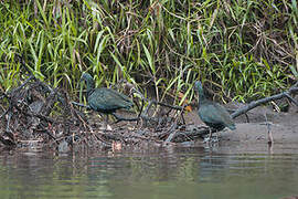 Green Ibis