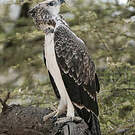 Aigle martial