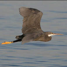 Aigrette des récifs