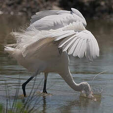 Aigrette garzette