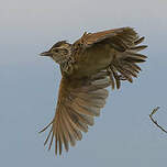 Alouette à nuque rousse
