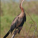 Anhinga d'Afrique