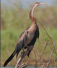 Anhinga d'Afrique