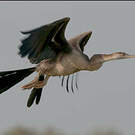 Anhinga d'Afrique
