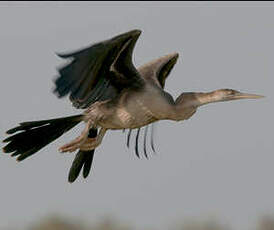 Anhinga d'Afrique