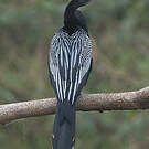 Anhinga d'Amérique