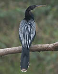 Anhinga d'Amérique