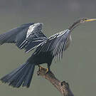 Anhinga d'Amérique