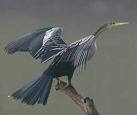 Anhinga d'Amérique