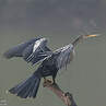 Anhinga d'Amérique