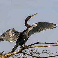 Anhinga d'Amérique