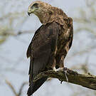 Bateleur des savanes