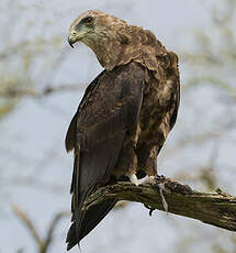 Bateleur des savanes