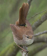 Bouscarle de Cetti