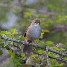 Bouscarle de Cetti