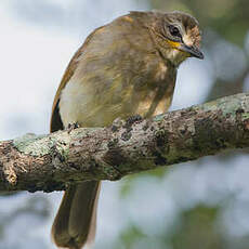 Bulbul à sourcils blancs