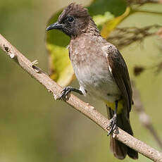 Bulbul tricolore