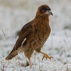 Caracara caronculé