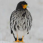 Caracara caronculé