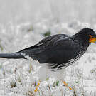 Caracara caronculé