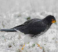 Caracara caronculé