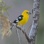 Cardinal à tête jaune