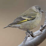 Chardonneret de Magellan