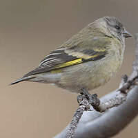 Chardonneret de Magellan
