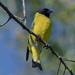 Chardonneret de Magellan