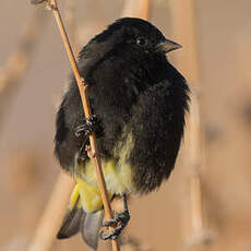 Chardonneret noir