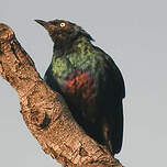 Choucador à longue queue