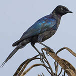 Choucador de Rüppell