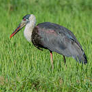 Cigogne épiscopale
