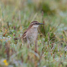 Cinclode du paramo