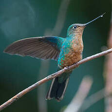 Colibri à ailes saphir