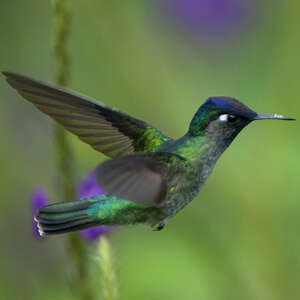 Colibri à tête violette