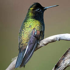 Colibri à ventre noir