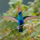 Colibri d'Anaïs