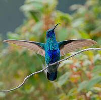 Colibri d'Anaïs