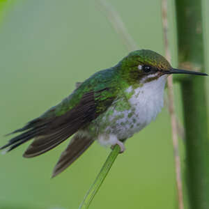 Colibri de Benjamin