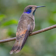 Colibri de Delphine