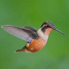 Colibri de Mitchell