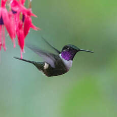 Colibri de Mitchell