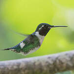 Colibri de Mulsant