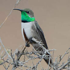 Colibri estelle