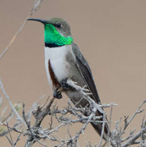 Colibri estelle