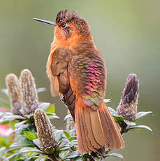 Colibri étincelant