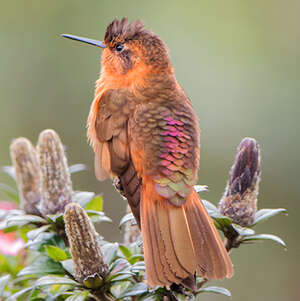 Colibri étincelant